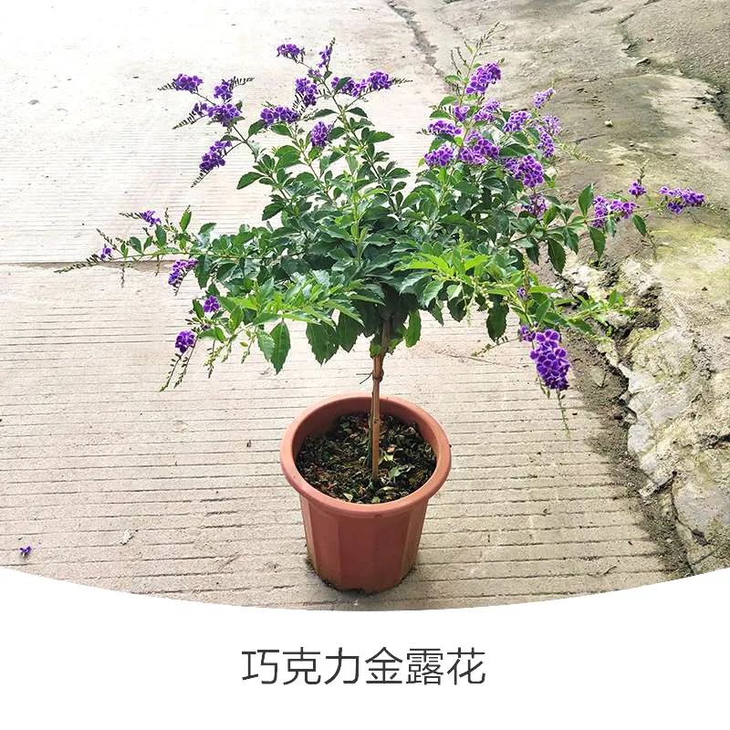 金露花 | 人間巧克力，開花時隔壁小孩要饞哭