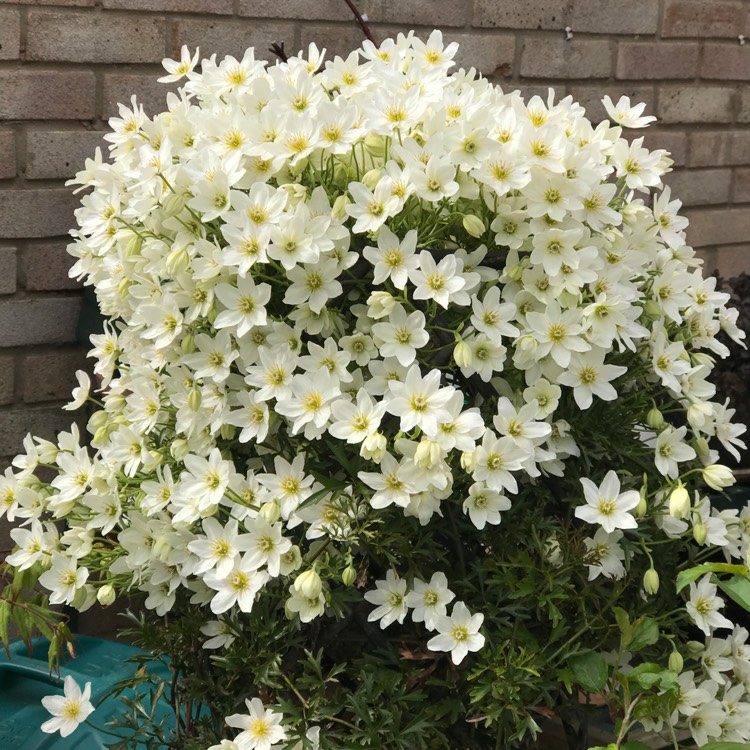 不到幾年爬滿墻！鐵線蓮中的‘開花機器’非它們莫屬~